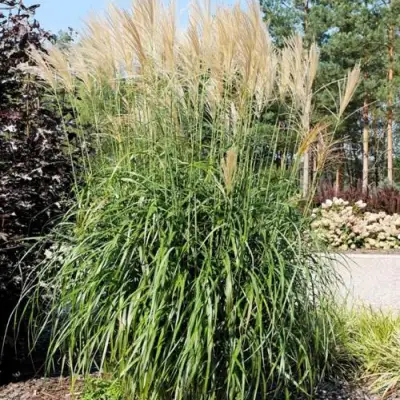 Мискантус ВАНИЛЛА СКАЙ китайский в Лиде