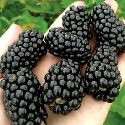 Ежевика ПРАЙМ АРК ФРИДОМ ремонтантная  в Лиде