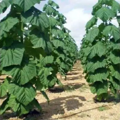 Павловния ПАО ТОГН Z07 в Лиде