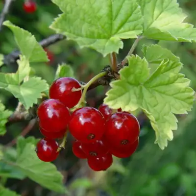 Смородина альпийская ШМИДТ в Лиде