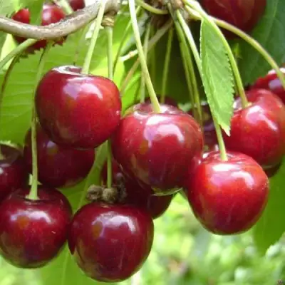 Черешня СИНЯВСКАЯ в Лиде