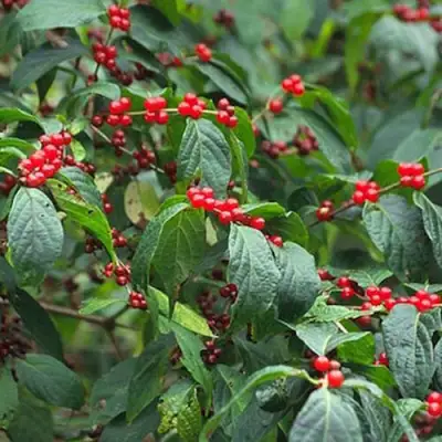 Жимолость МААКА в Лиде