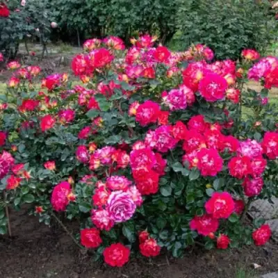 Роза БРЕРА флорибунда в Лиде