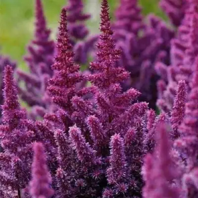 Астильба ПЕПЛ РЕЙН гибридная в Лиде