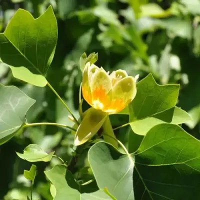 ЛИРИОДЕНДРОН тюльпанный в Лиде