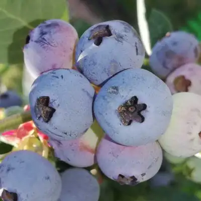 Голубика ХАРРИСОН в Лиде