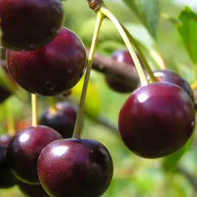 Вишня ЛИВЕНСКАЯ в Лиде