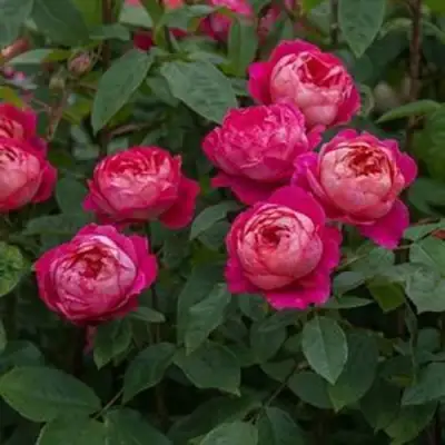 Роза БЕНДЖАМИН БРИТТЕН шраб в Лиде