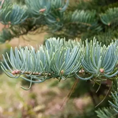 Пихта КОНКОЛОР в Лиде