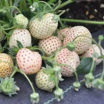 Клубника АНАНАСА ремонтантная в Лиде