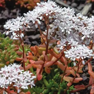 Очиток (седум) КОРАЛ КАРПЕТ белый в Лиде