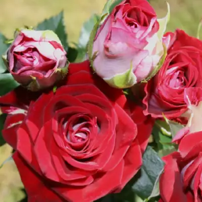 Роза РУБИ СТАР спрей в Лиде