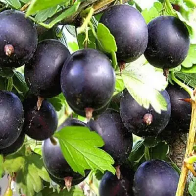 Крыжовник ЧЕРНОМОР в Лиде