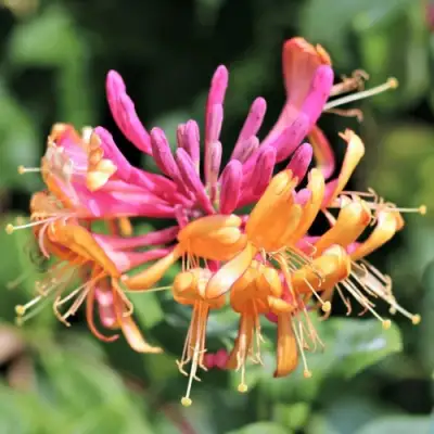 Жимолость ГЕКРОТА в Лиде