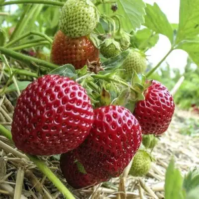 Клубника ЗЕНГА-ЗЕНГАНА в Лиде