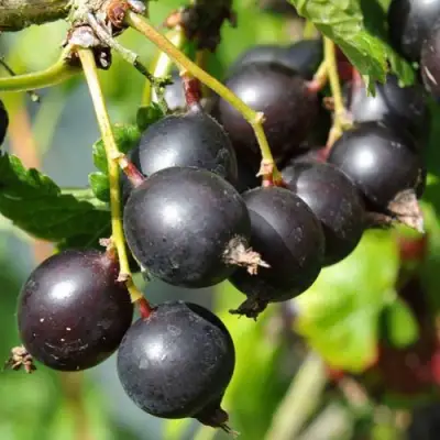 Йошта ДЖОСТАБЕРРИ в Лиде