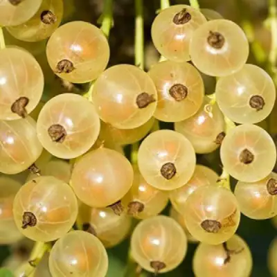 Смородина белая СМОЛЬЯНИНОВСКАЯ в Лиде