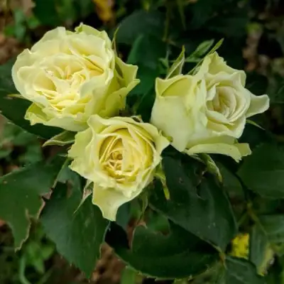 Роза ЛУВИАНА спрей в Лиде