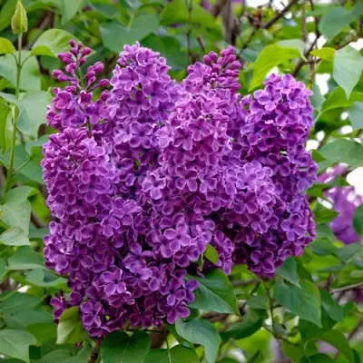 Сирень СУМЕРКИ в Лиде