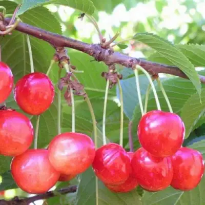 Черешня НАСЛАЖДЕНИЕ в Лиде