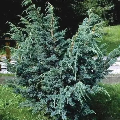 Можжевельник БЛЮ АЛЬПС китайский  в Лиде