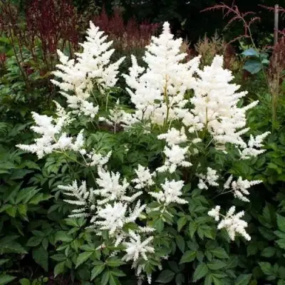 Астильба ДОЙЧЛАНД японская в Лиде