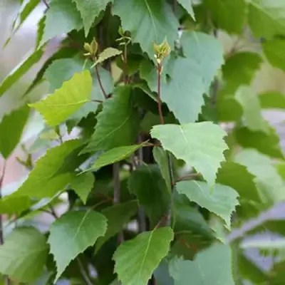 Береза ФАСТИГИАТА повислая  в Лиде