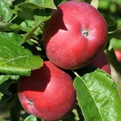 Яблоня СОЗВЕЗДИЕ колонновидная в Лиде