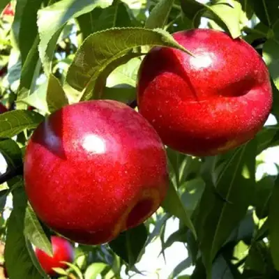 Нектарин ХАРКО в Лиде