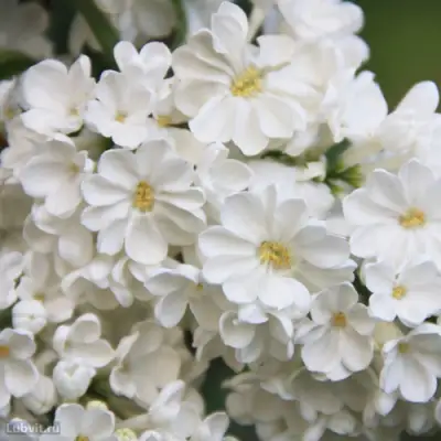 Сирень РОЧЕСТЕР в Лиде