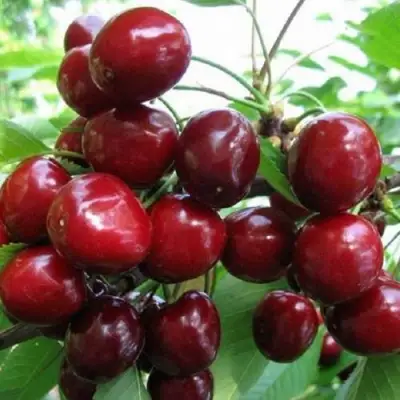 Черешня ГРОНКАВАЯ в Лиде