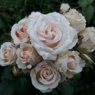 Роза ЯНА спрей в Лиде