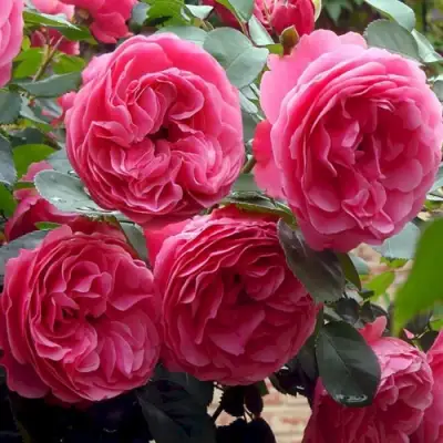 Роза ЛЕОНАРДО ДА ВИНЧИ флорибунда в Лиде