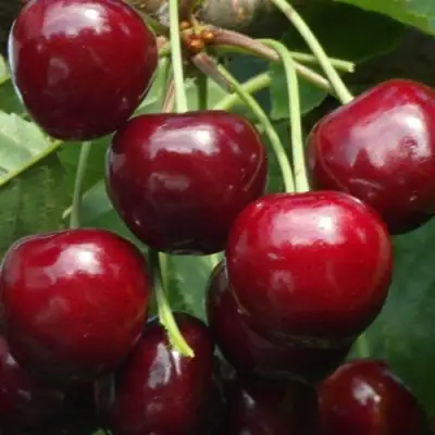 Черешня ГРОНКАВАЯ в Лиде