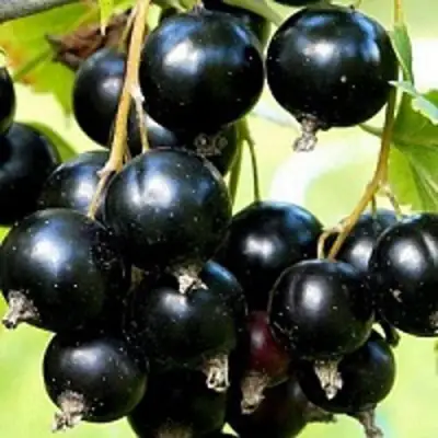 Смородина чёрная СОКРОВИЩЕ в Лиде