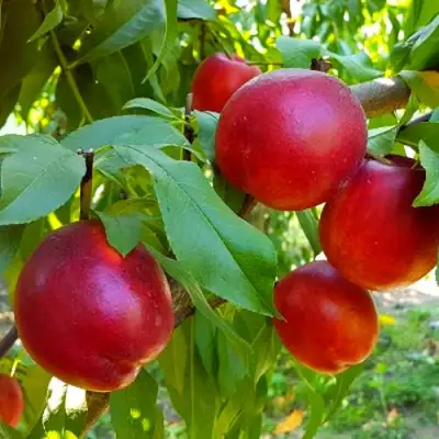 Нектарин НЕКТАРЕД-4 в Лиде