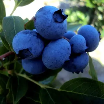 Голубика ДЖЕРСИ в Лиде