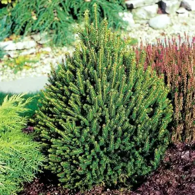 Ель КОМПАКТА обыкновенная в Лиде