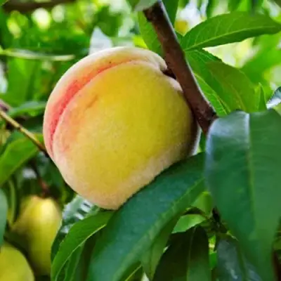 Персик ДОНЕЦКИЙ ЖЕЛТЫЙ в Лиде