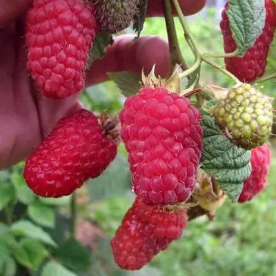 Малина МАРОСЕЙКА в Лиде