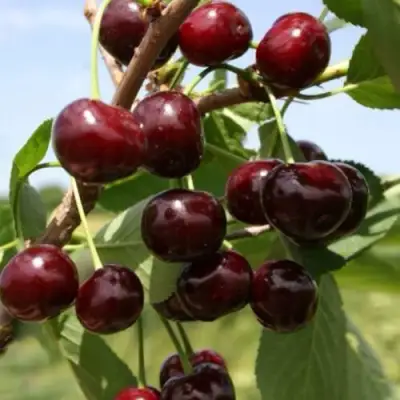 Вишня ГРИОТ БЕЛОРУССКИЙ в Лиде