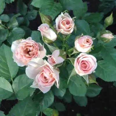 Роза ЯНА спрей в Лиде