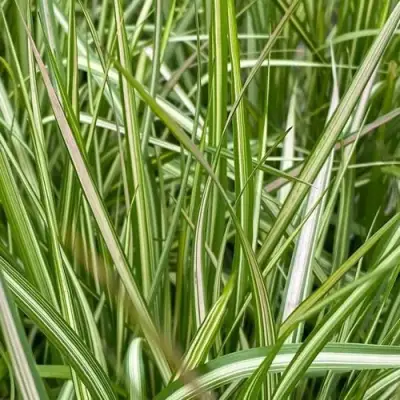 Вейник АВАЛАНШ остроцветковый в Лиде