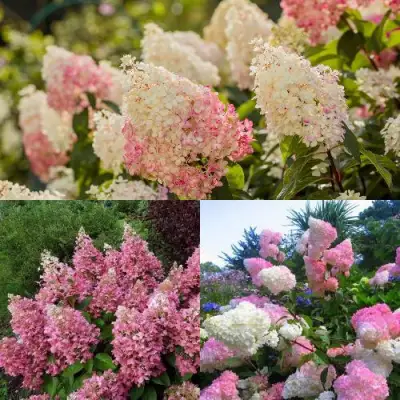 Комплект ЯГОДНОЕ МОРОЖЕНОЕ в Лиде