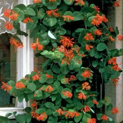 Жимолость ДРОМПОР СКАРЛЕТТ брауна в Лиде