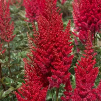 Астильба СКАЙСКРЕЙПЕР китайская в Лиде