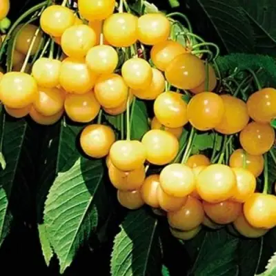 Черешня ДРОГАНА ЖЁЛТАЯ в Лиде