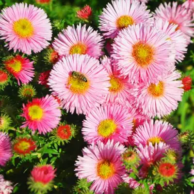 Астра РУДЕЛЬСБУРГ новоанглийская в Лиде