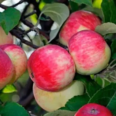 Яблоня СЕРЕБРЯНОЕ КОПЫТЦЕ в Лиде