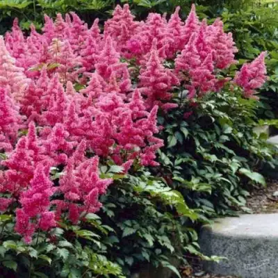 Астильба БОНН японская в Лиде